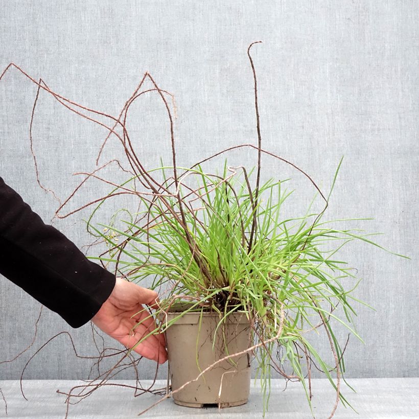 Bulbine frutescens Medicus 3L/4L pot sample as delivered in winter