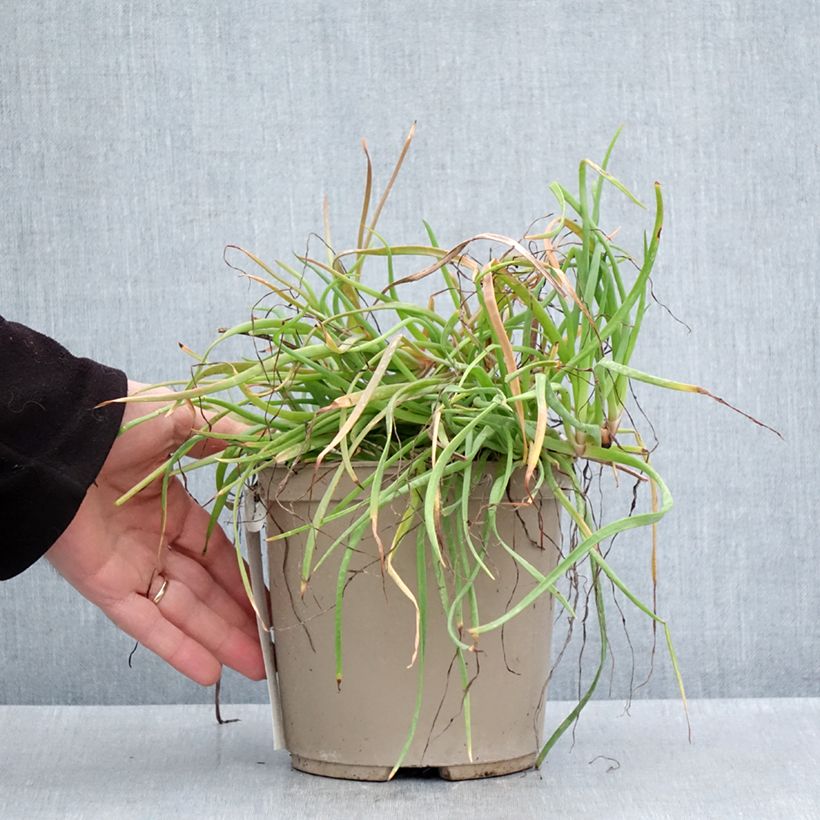 Bulbine frutescens Medicus 3L/4L pot sample as delivered in spring