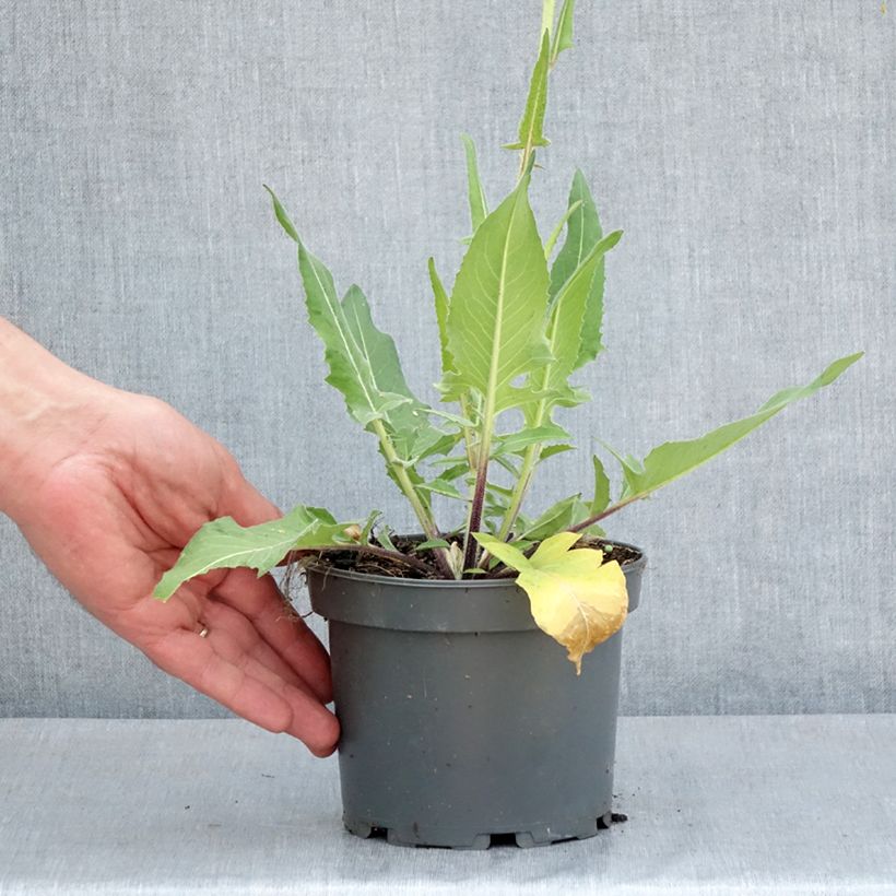 Bunias orientalis - Oriental Rocket, Eastern Bunias 1.5L/2L pot sample as delivered in spring