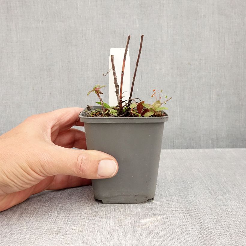 Buphthalmum salicifolium Alpen Gold 8/9 cm pot sample as delivered in autumn