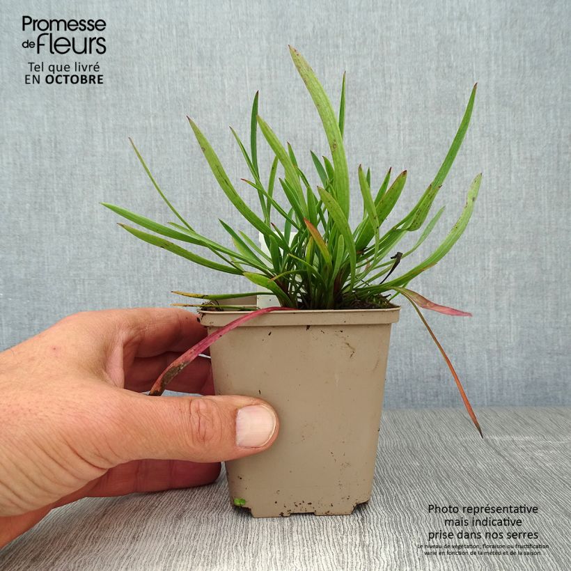 Bupleurum falcatum 8/9 cm pot sample as delivered in autumn