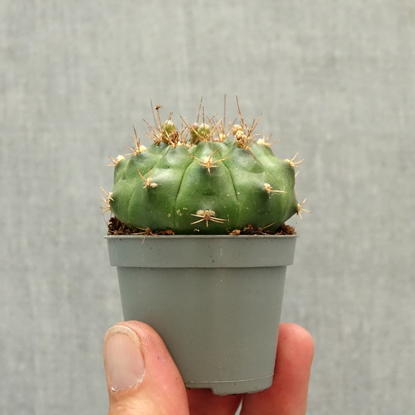 Gymnocalycium baldianum - Dwarf chin cactus mini plant sample as delivered in spring