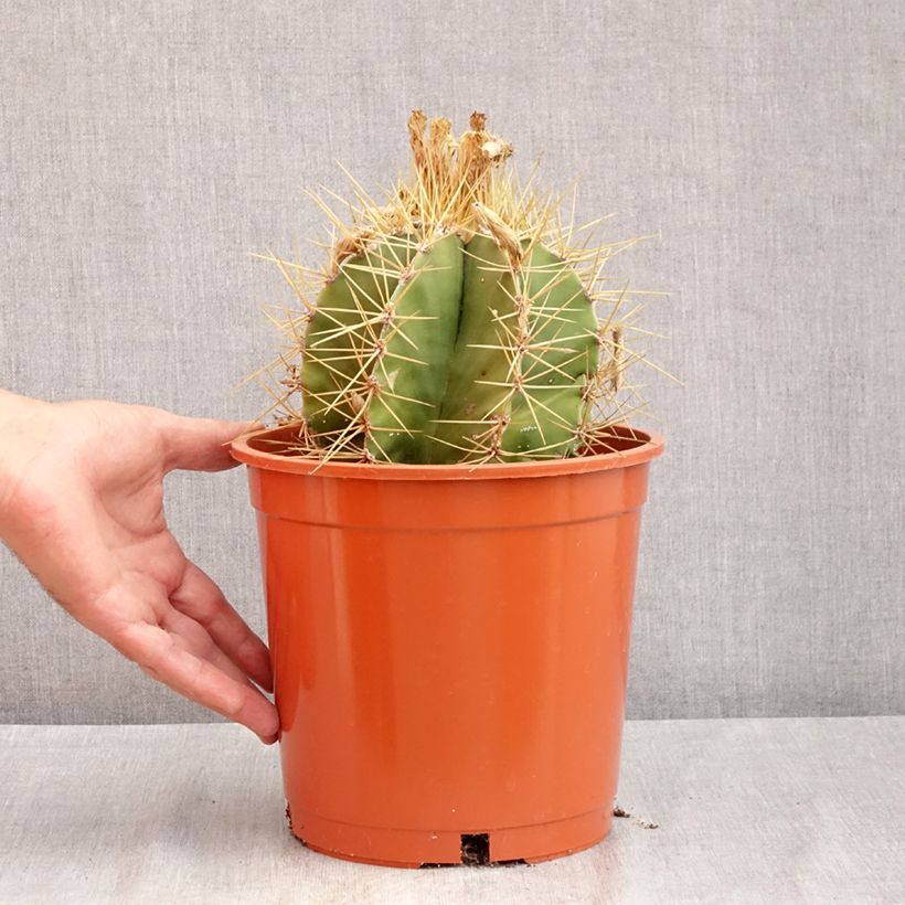 Astrophytum ornatum - Bishop's cap 4L/5L pot sample as delivered in summer