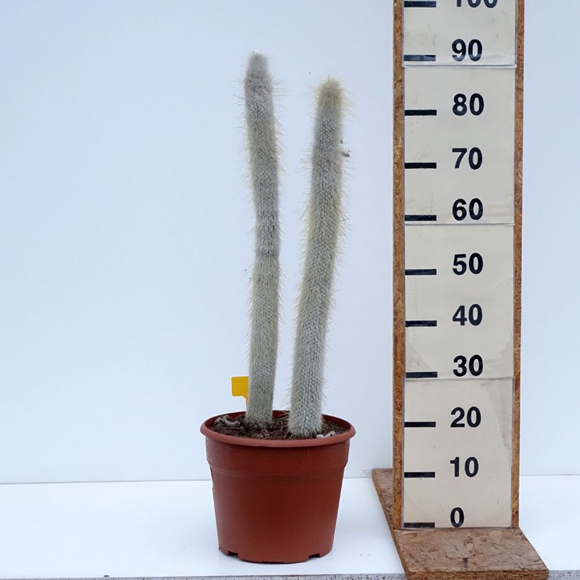 Cleistocactus strausii - Silver torch 7.5L/10L pot sample as delivered in winter
