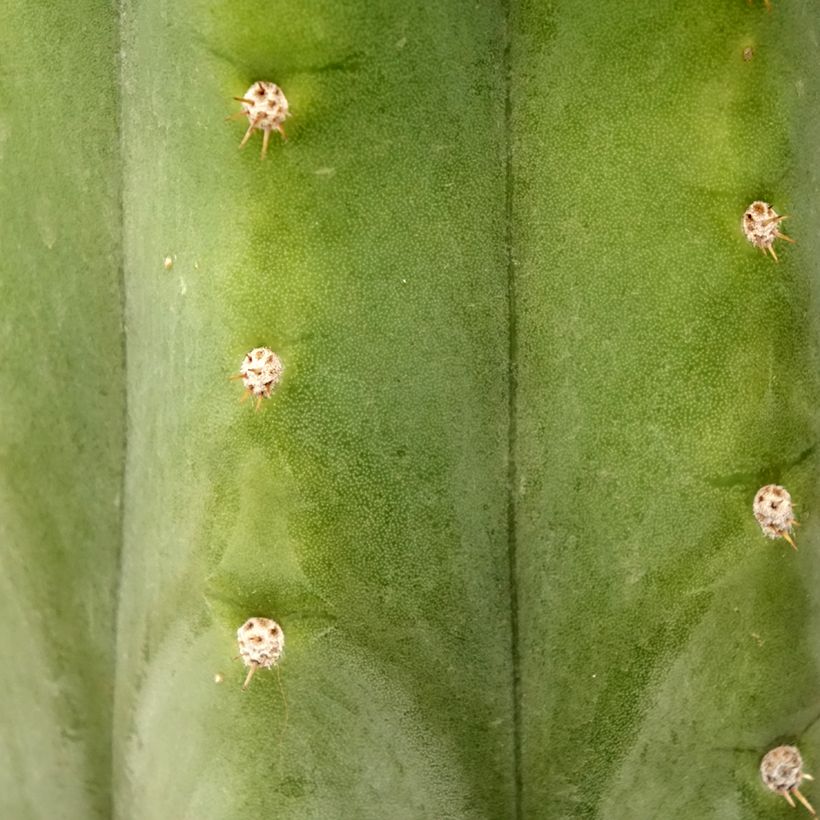 San Pedro cactus - Trichocereus pachanoi (Foliage)