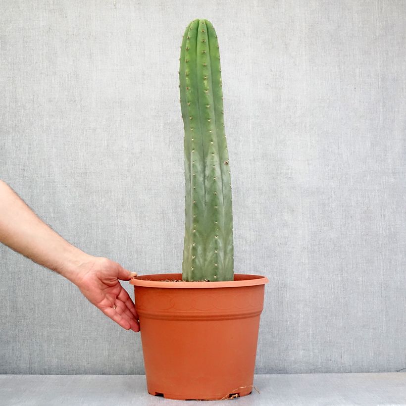 Trichocereus pachanoi - San Pedro cactus 7.5L/10L pot sample as delivered in autumn