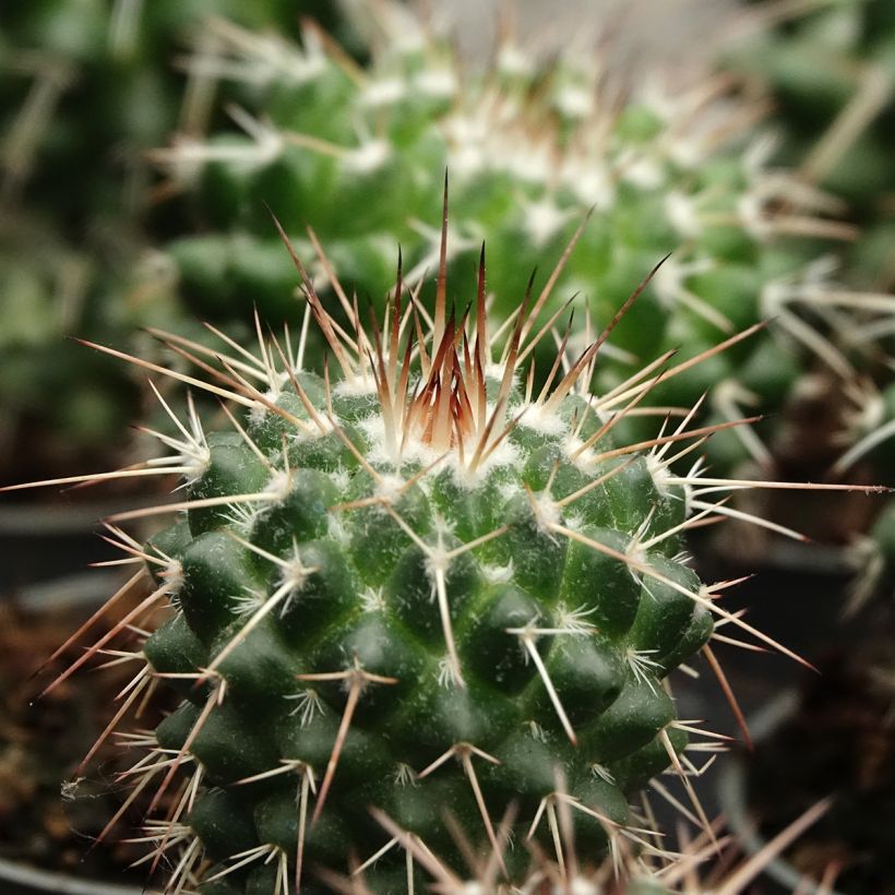Mammillaria baxteriana - Cactus (Foliage)