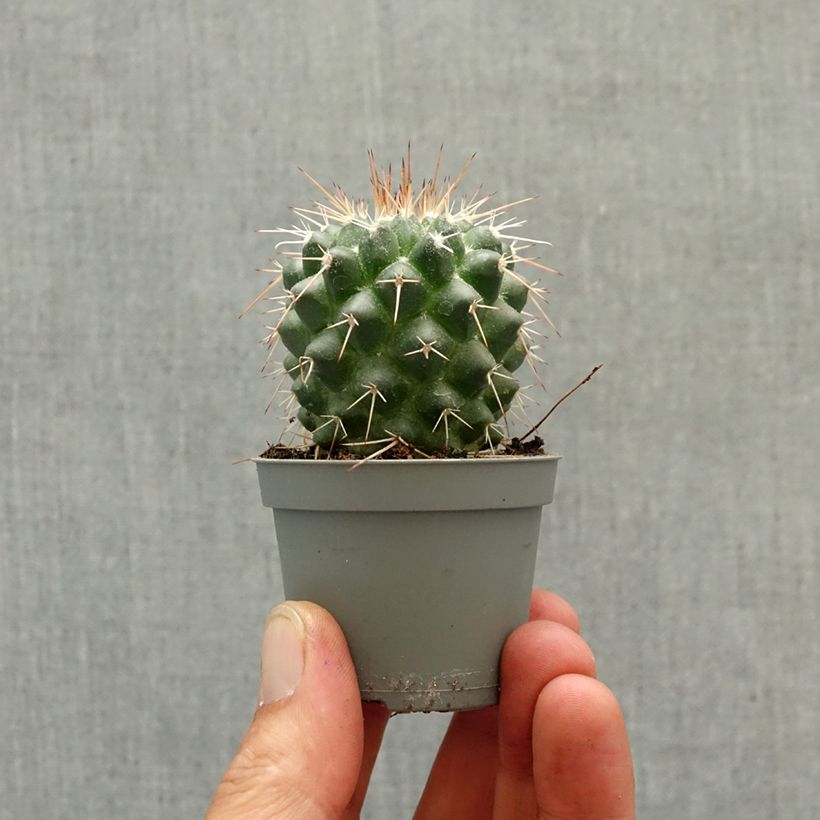 Cactus - Mammillaria baxteriana mini plant sample as delivered in spring