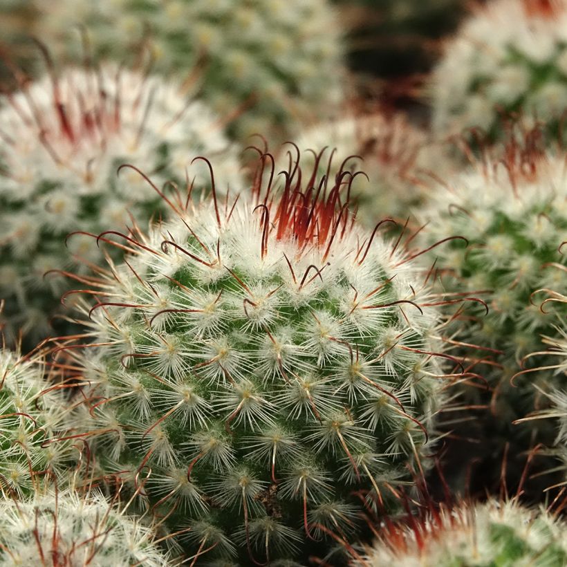 Mammillaria bombycina - Silken pincushion cactus (Foliage)