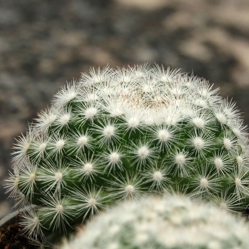 Mammillaria candida - Snowball pincusion (Foliage)