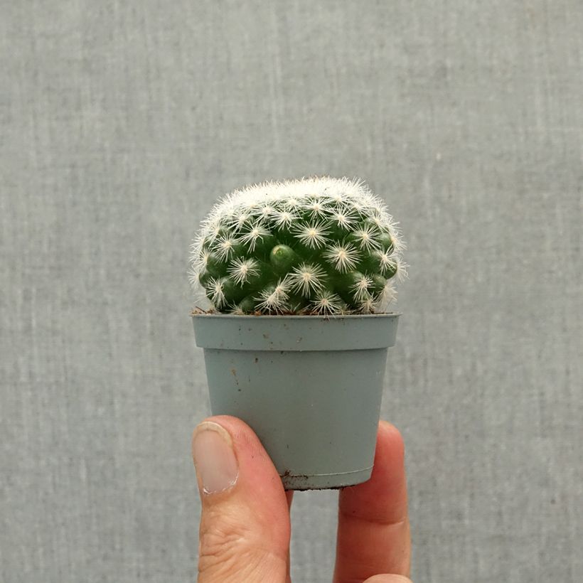 Mammillaria candida - Snowball pincusion mini plant sample as delivered in spring