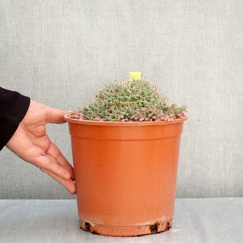 Mammillaria compressa - Mother of hundreds cactus 4L/5L pot sample as delivered in autumn