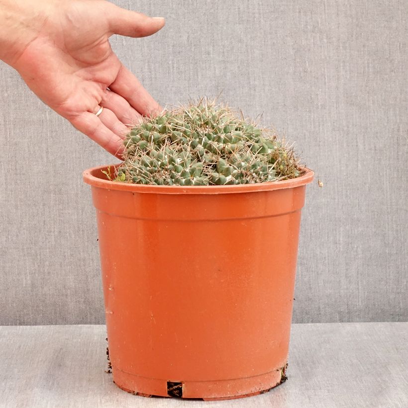 Mammillaria compressa - Mother of hundreds cactus 4L/5L pot sample as delivered in summer