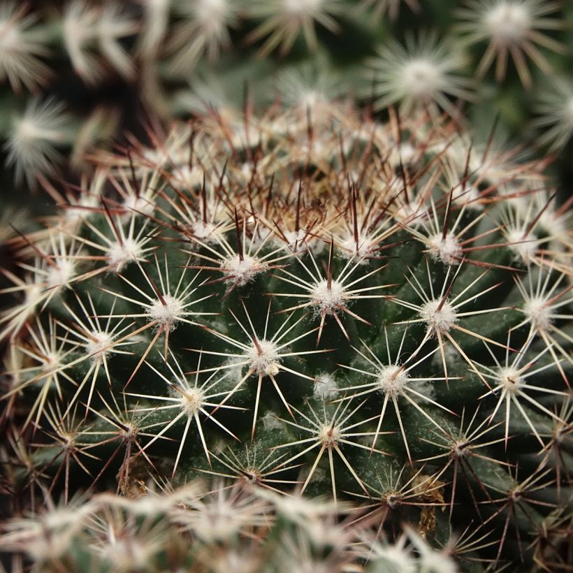 Mammillaria heyderi - Cactus (Foliage)