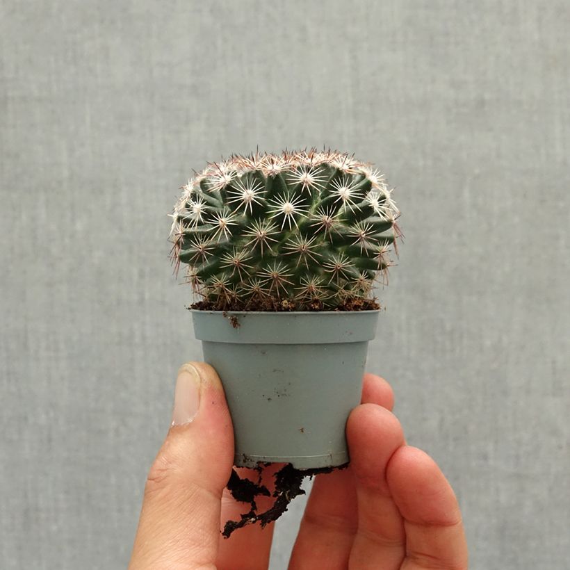 Cactus - Mammillaria heyderi mini plant sample as delivered in spring