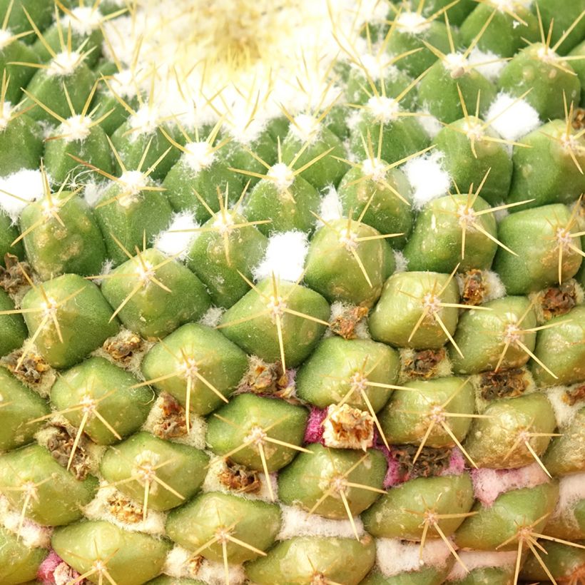 Mammillaria marksiana - Cactus (Foliage)