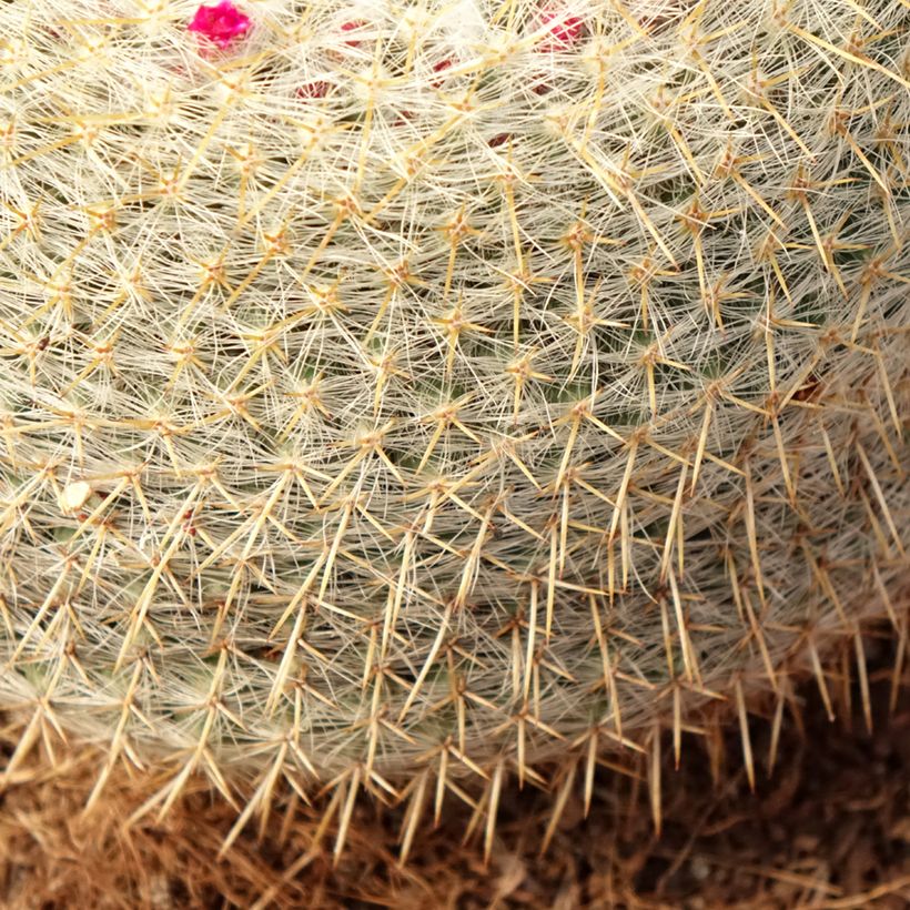 Mammillaria muehlenpfordtii - Golden pincushion cactus (Foliage)