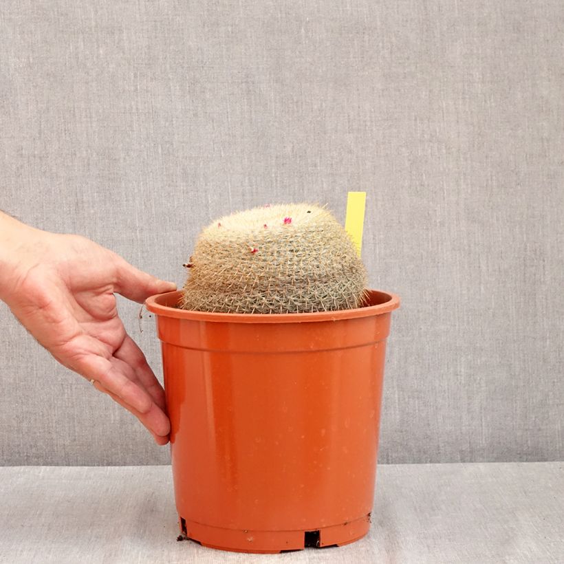 Mammillaria muehlenpfordtii - Golden pincushion cactus 4L/5L pot sample as delivered in summer