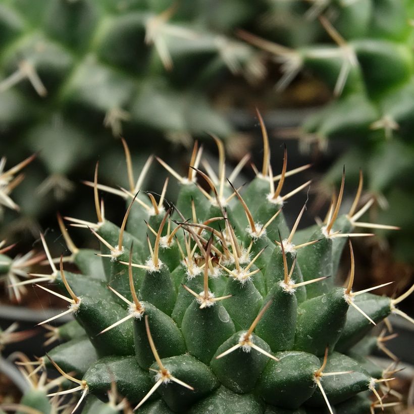 Mammillaria nejapensis Silver Arrows - Cactus (Foliage)