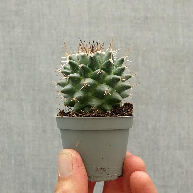 Cactus - Mammillaria nejapensis Silver Arrows mini plant sample as delivered in spring