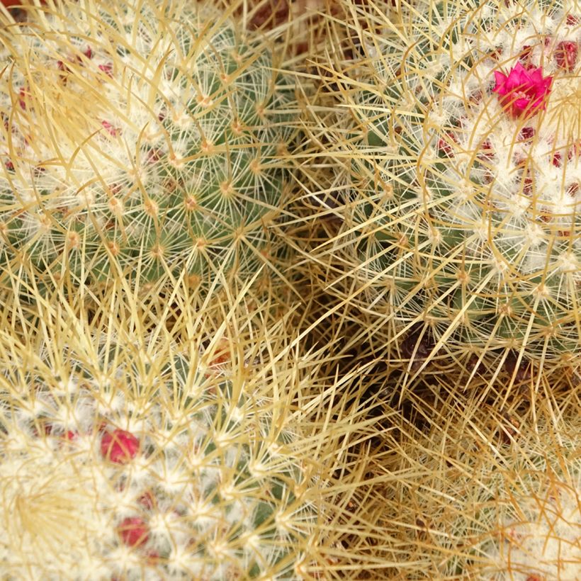 Mammillaria rhodantha subsp. pringlei - Rainbow pincushion (Foliage)