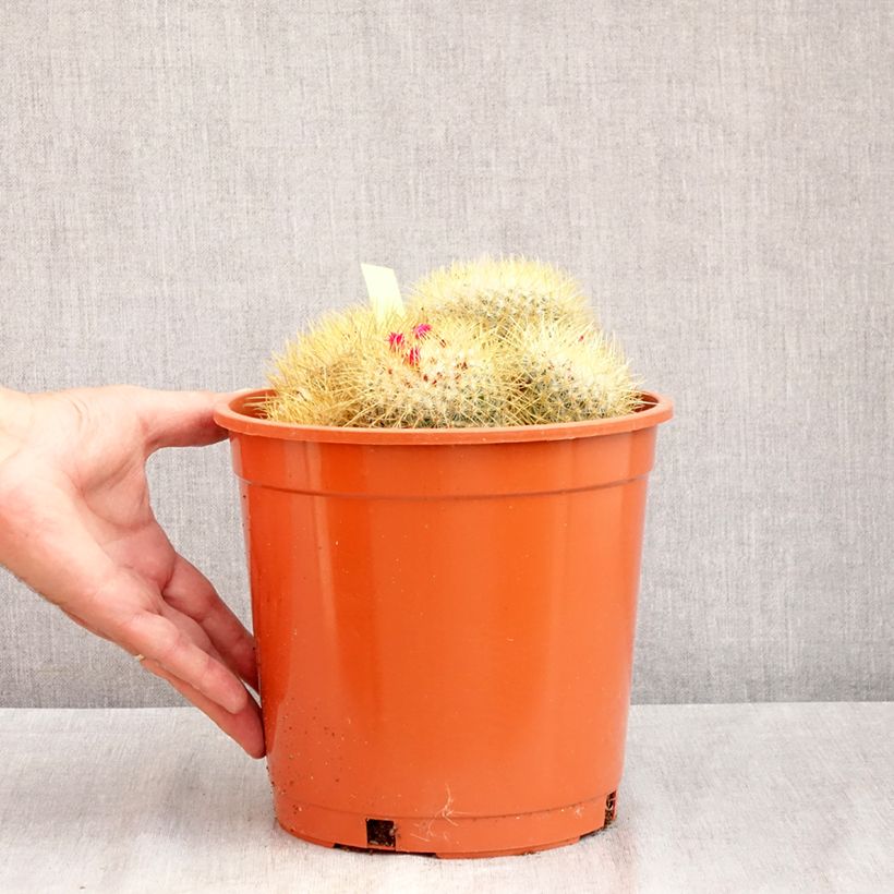 Mammillaria rhodantha subsp. pringlei - Rainbow pincushion 4L/5L pot sample as delivered in summer