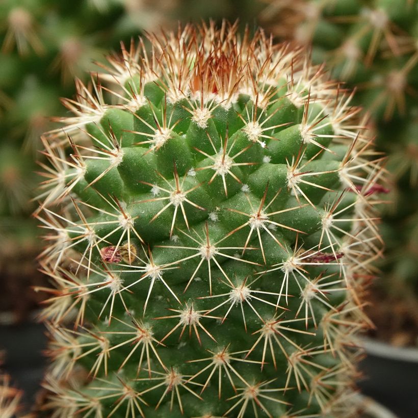 Mammillaria ruestii - Cactus (Foliage)