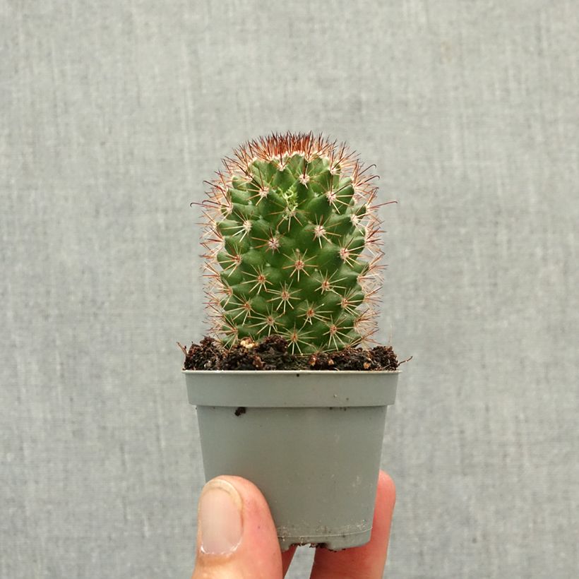 Mammillaria ruestii - Cactus mini plant sample as delivered in spring