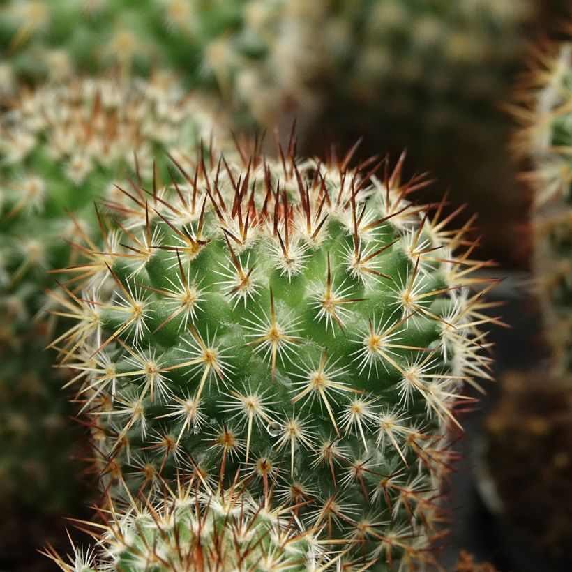 Mammillaria spinosissima f. rubrispina - Red Headed Irishman cactus (Foliage)