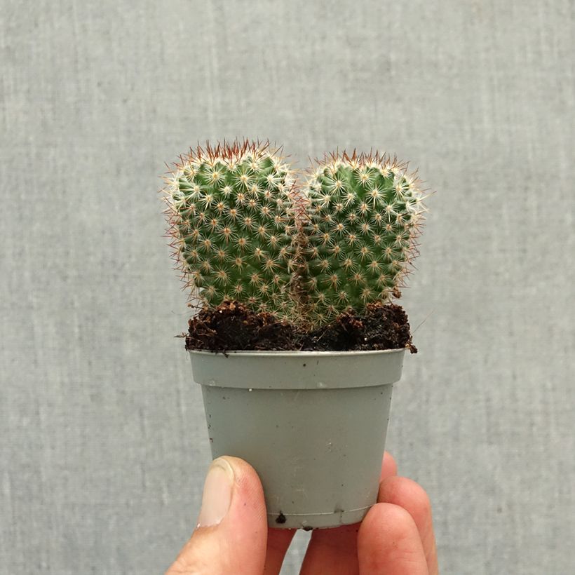 Mammillaria spinosissima f. rubrispina - Red Headed Irishman cactus mini plant sample as delivered in spring