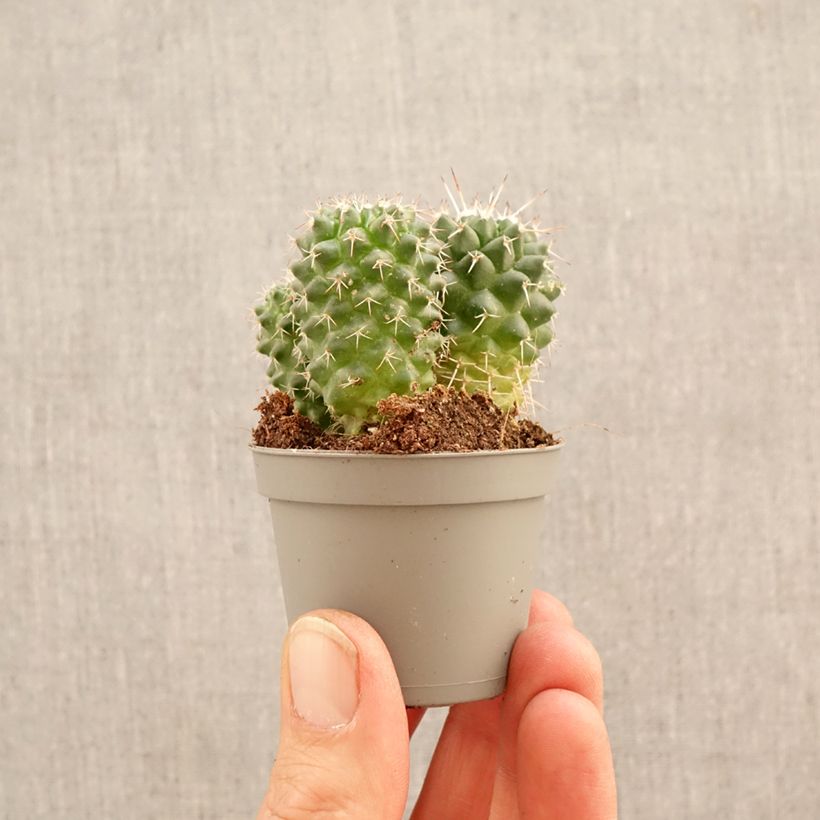 Mammillaria polythele Toluca - Cactus mini plant sample as delivered in spring