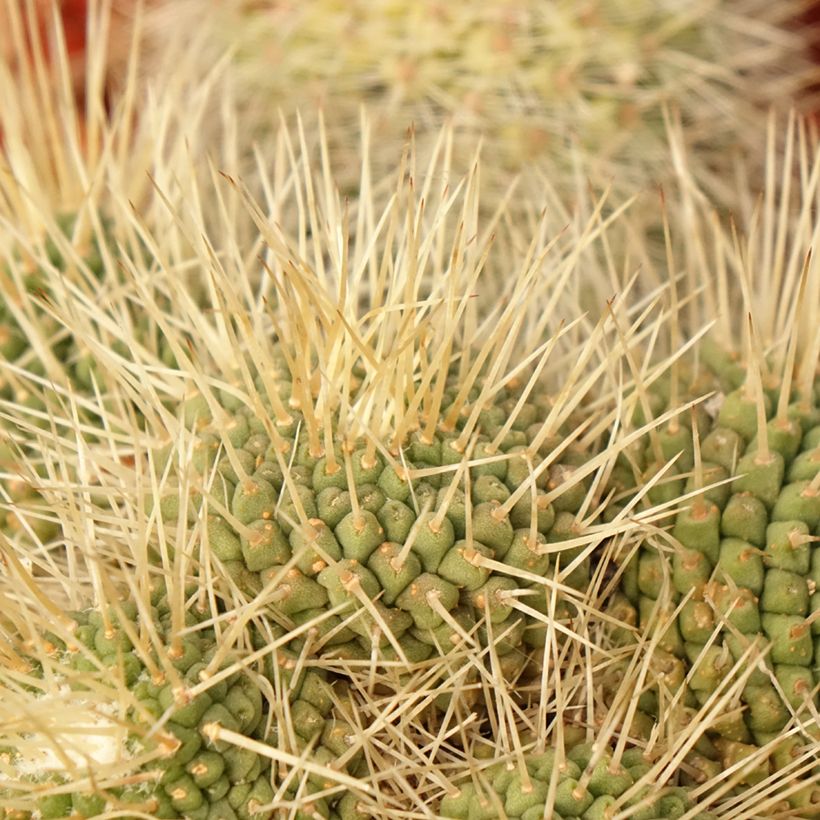 Mammillaria spinosissima Un Pico - Cactus (Foliage)