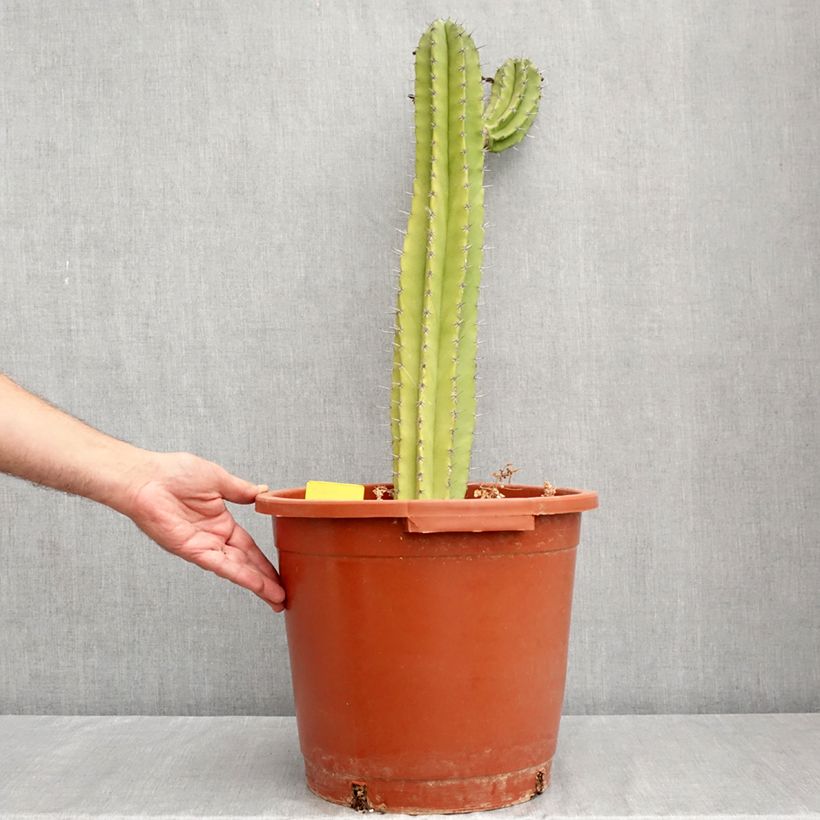 Polaskia chende - Cactus 7.5L/10L pot sample as delivered in summer