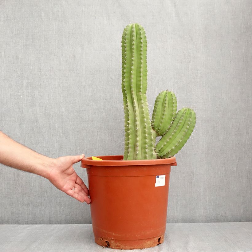Polaskia chichipe - Cactus 7.5L/10L pot sample as delivered in summer