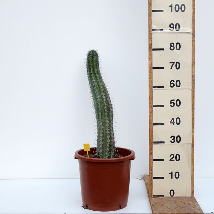 Stenocereus griseus - Cactus  7.5L/10L pot sample as delivered in autumn