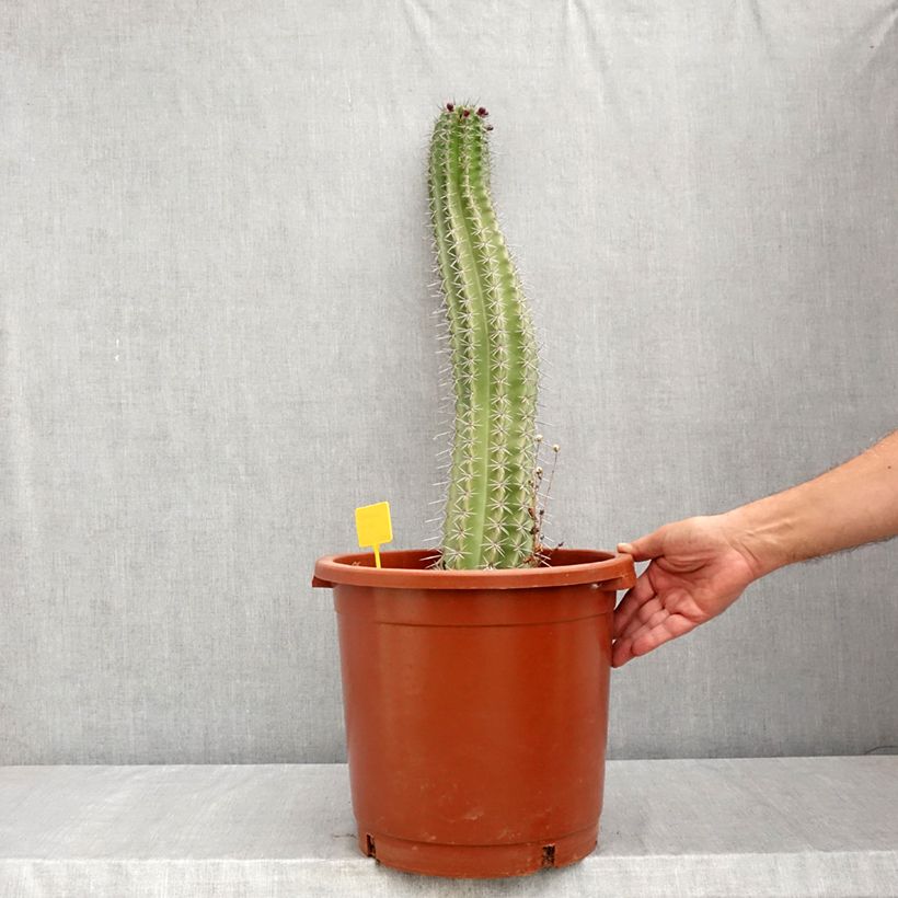 Stenocereus griseus - Cactus  7.5L/10L pot sample as delivered in summer