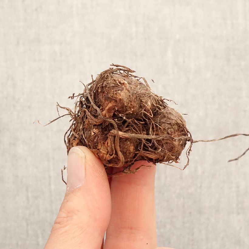 Caladium Fantasy Bulb size I sample as delivered in spring