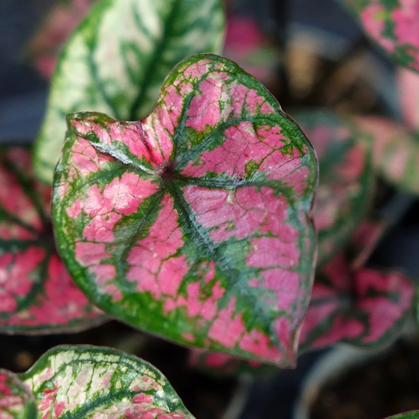 Caladium Purple Light - Elephant ear (Foliage)