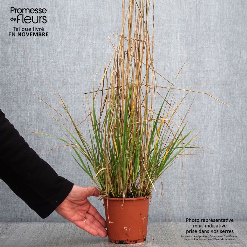 Calamagrostis acutiflora Avalanche - Feather Reed Grass 1L/1.5L pot sample as delivered in autumn