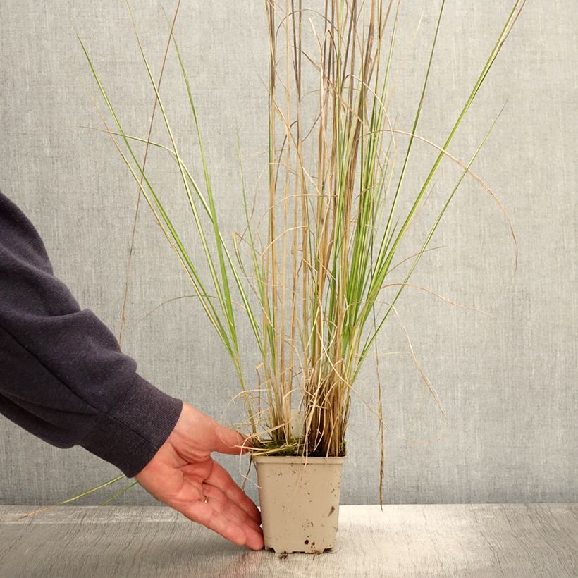 Calamagrostis acutiflora Avalanche - Feather Reed Grass 8/9 cm pot sample as delivered in autumn