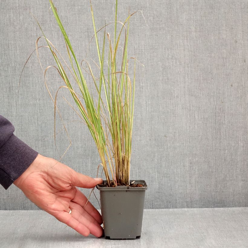 Calamagrostis acutiflora Eldorado - Feather Reed Grass 8/9 cm pot sample as delivered in autumn