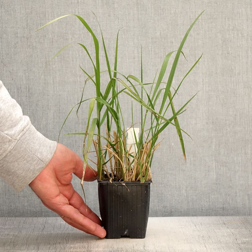 Calamagrostis acutiflora Eldorado - Feather Reed Grass 8/9 cm pot sample as delivered in spring