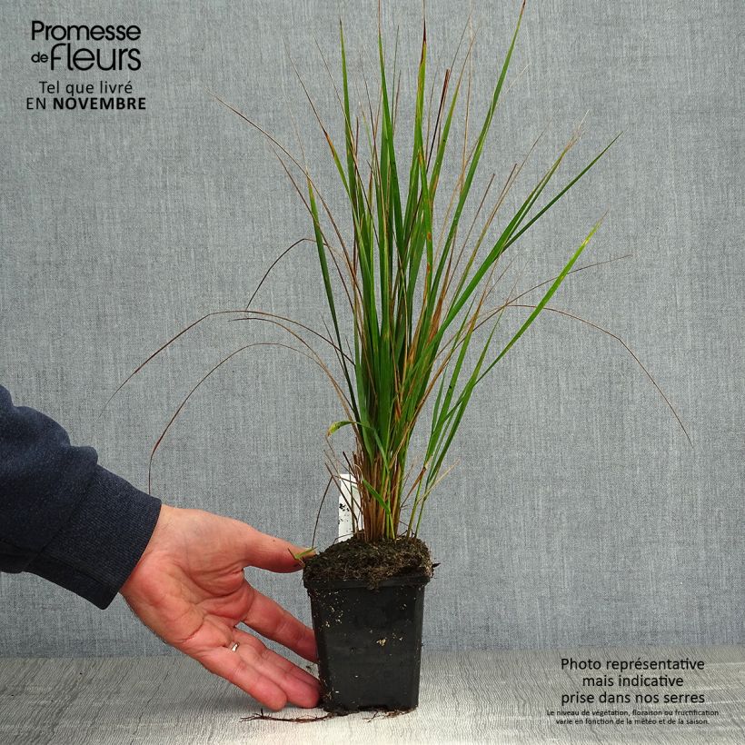 Calamagrostis acutiflora Karl Foerster - Feather Reed Grass 8/9 cm pot sample as delivered in autumn