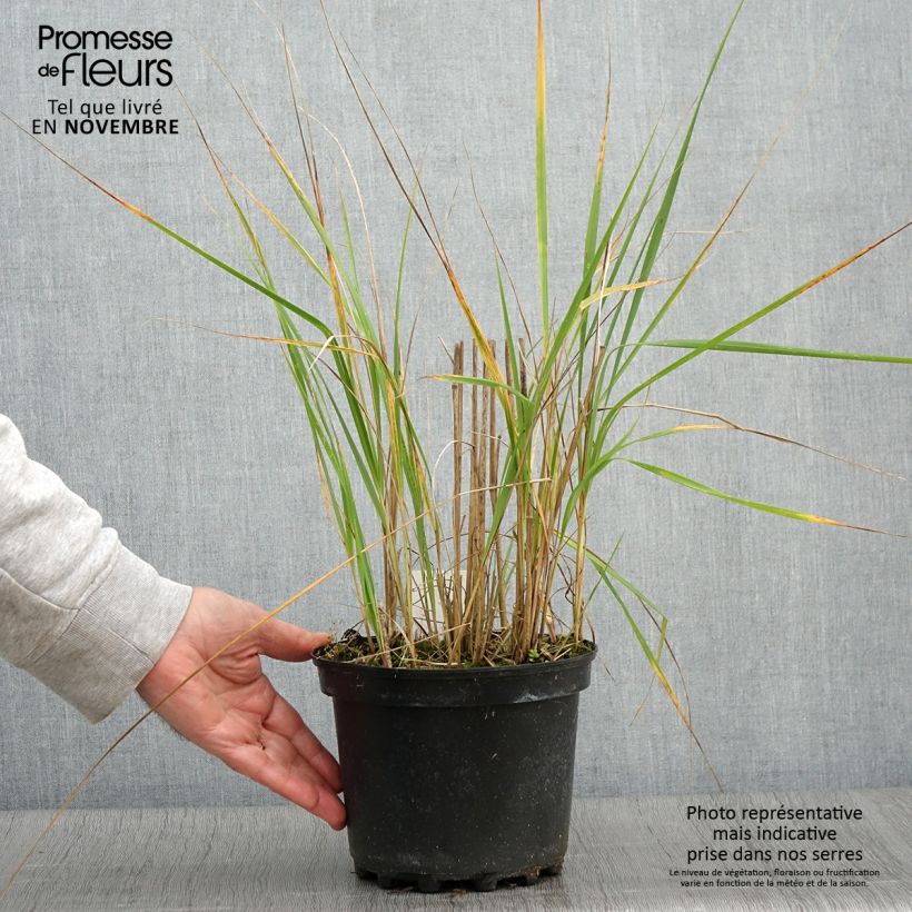 Calamagrostis acutiflora Karl Foerster - Feather Reed Grass 2L/3L pot sample as delivered in autumn