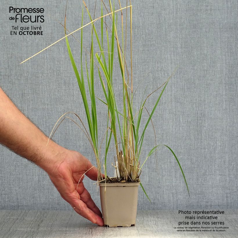 Calamagrostis acutiflora Overdam - Feather Reed Grass 8/9 cm pot sample as delivered in autumn