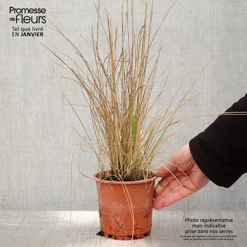 Calamagrostis acutiflora Waldenbuch - Feather Reed Grass 1L/1.5L pot sample as delivered in winter
