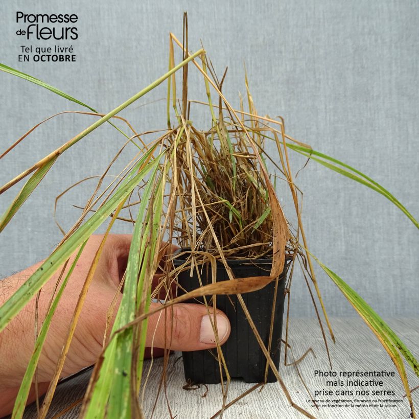 Calamagrostis brachytricha - Feather Reed Grass 8/9 cm pot sample as delivered in autumn