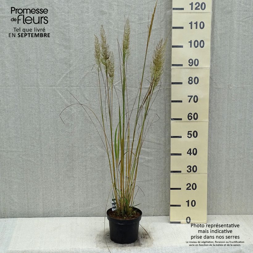 Calamagrostis brachytricha - Feather Reed Grass 3L/4L pot sample as delivered in autumn