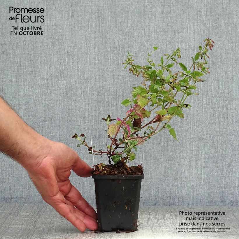Calamintha grandiflora - Calamint 8/9 cm pot sample as delivered in autumn