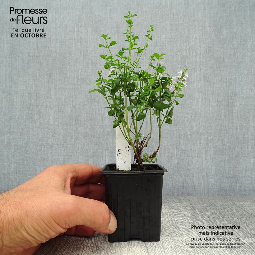 Calamintha nepeta - Calamint 8/9 cm pot sample as delivered in autumn